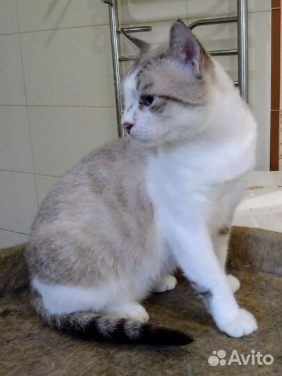 Котик в добрые руки