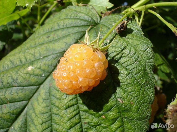 Саженцы малины