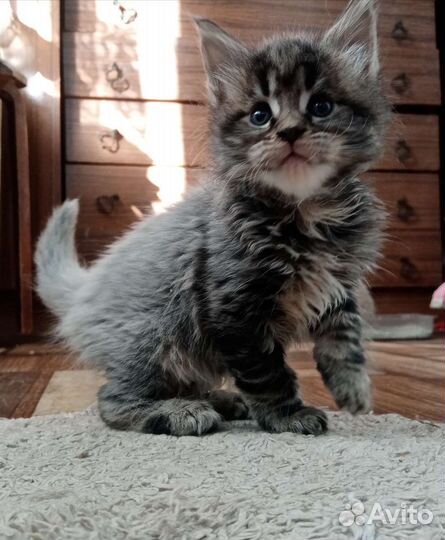 Котята мейн кун