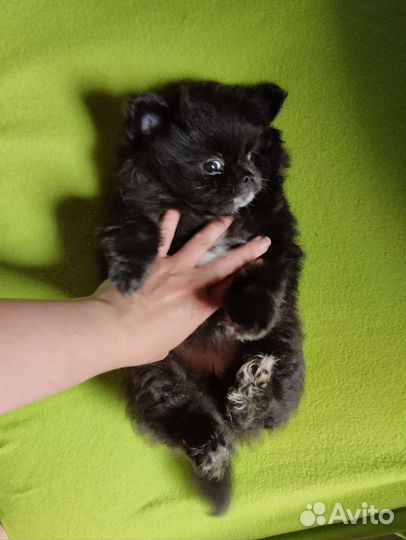 Чихуахуа. Доставка. Ветпаспорт