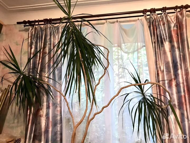 Драцена 150 см(с горшком 175 см)