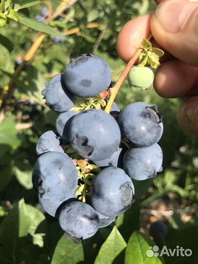 Голубика,ежевика,малина,жимолость,клюква,брусника