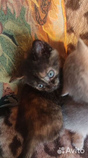 Кошка в дар