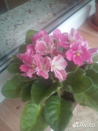 Комнатные цветы фиалки