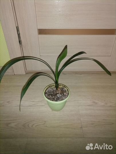 Кливия молодая