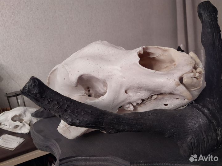 Череп бурого медведя