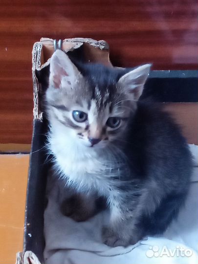 Котёнок