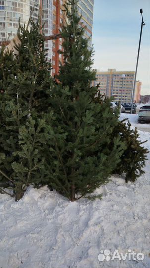 Ель новогодняя живая. Пихта