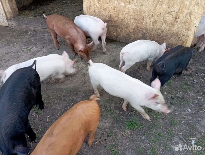 Поросята