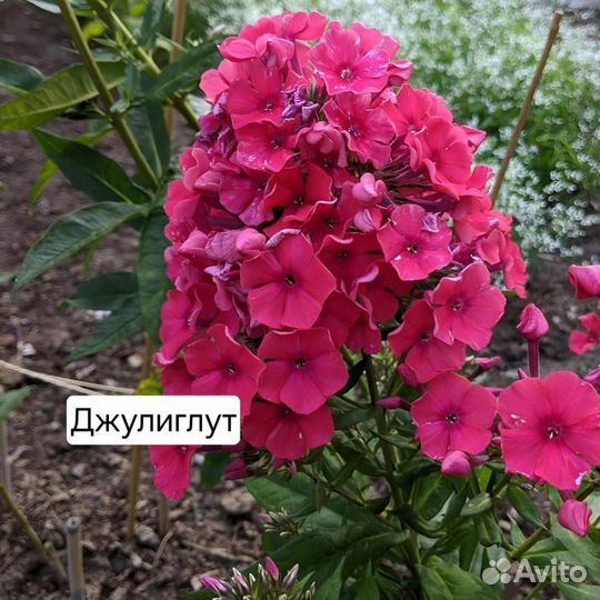 Флокс метельчатый Джулиглут