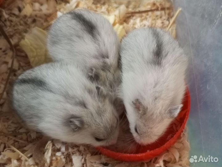 Джунгарский хомяк