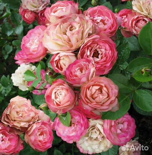 Роза Акрополис