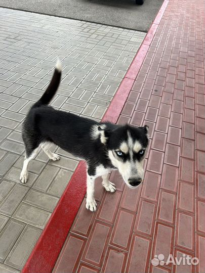 Сибирский хаски