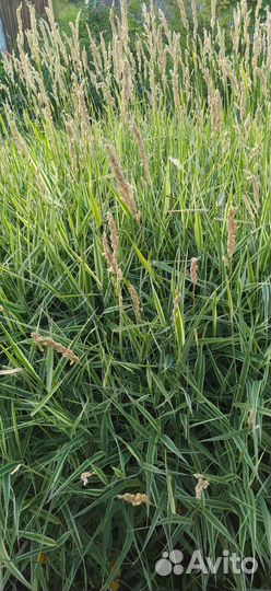 Фалярис/Канареечник тростниковидный