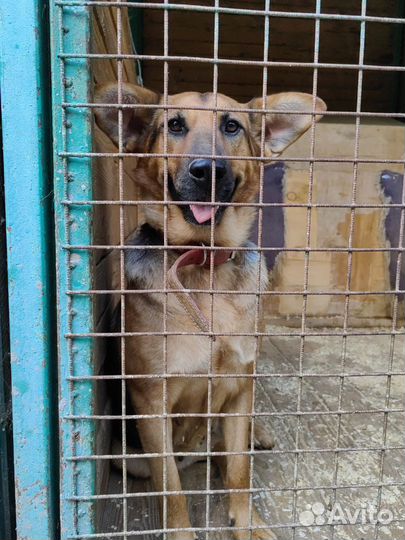 Дружелюбная спокойная рыжая собака из приюта в дар