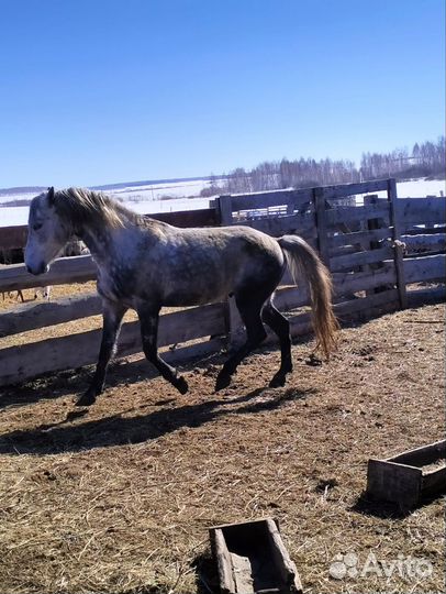 Жеребец орловский рысак