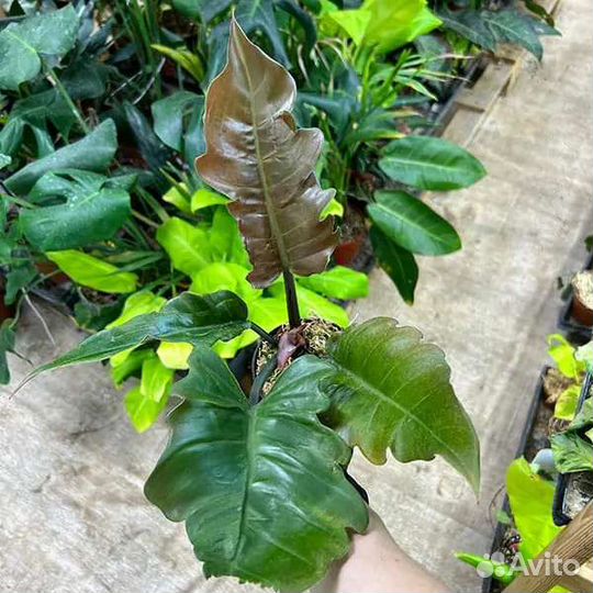 Филодендроны сортовые