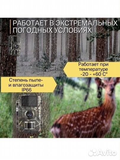 Цифровая камера-обнаружения (фотоловушка)