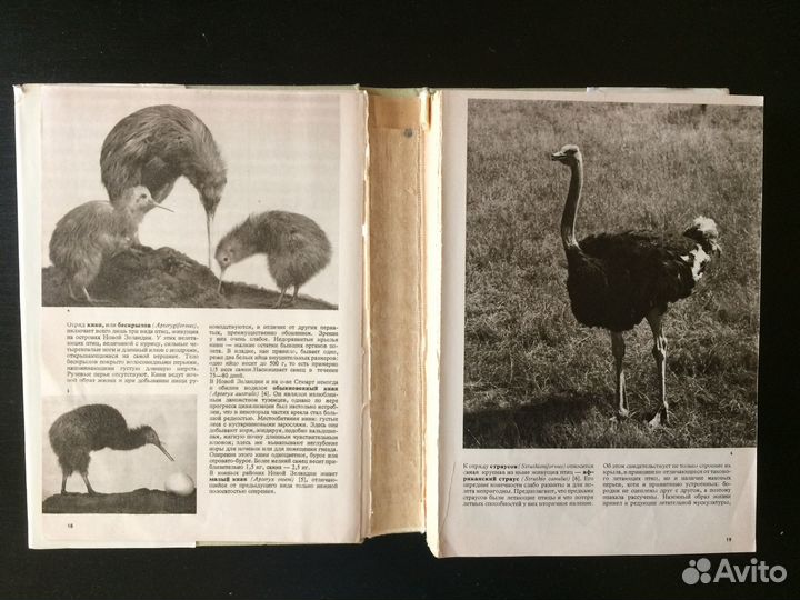 Ганзак. Иллюстрированная энциклопедия птиц