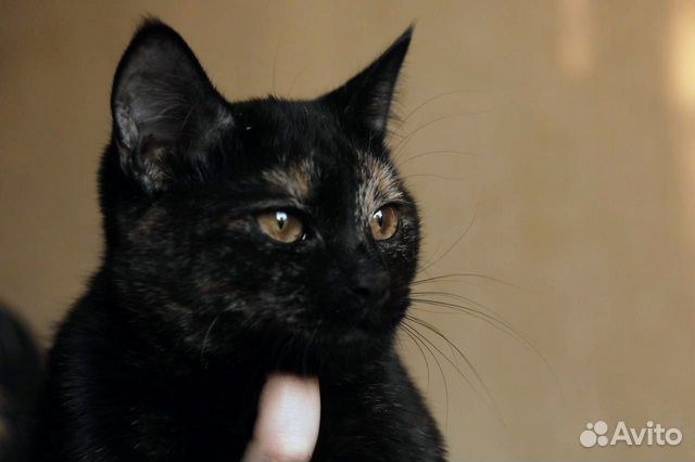 Кошка Шотландская со стоячими ушами