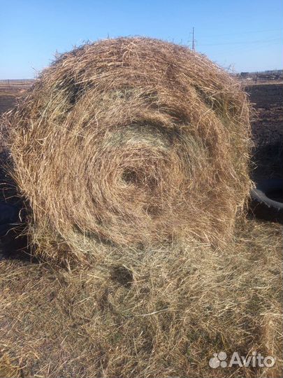 Сено луговое с доставкой