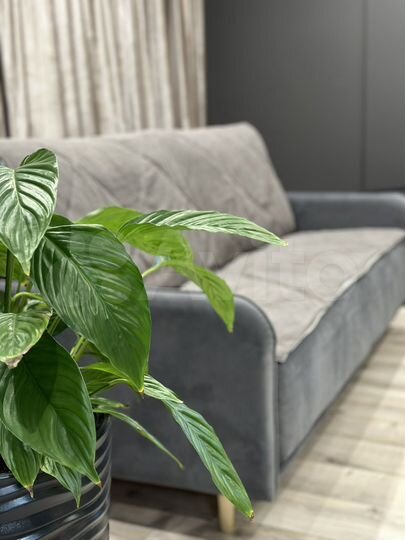 Квартира-студия, 50 м², 11/17 эт.