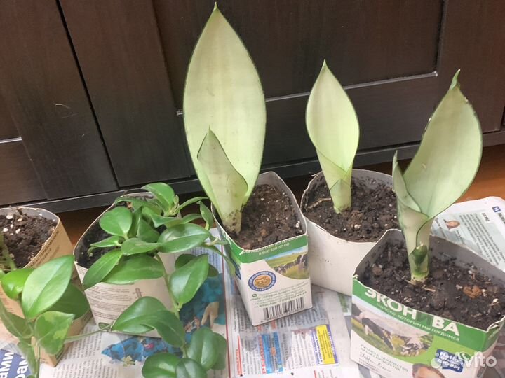 Растения муншайн и эсхинантус