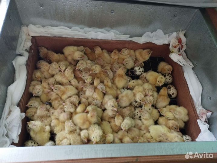 В пользовании 1 год, всего 10 закладок