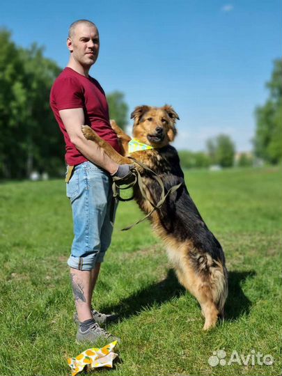 Собака молодая бесплатно