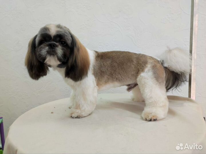 Стрижка, тримминг, экспресс-линька собак