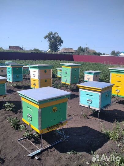 Продам пчелосемьи