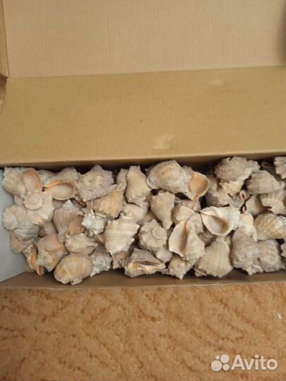 Ракушки для аквариума