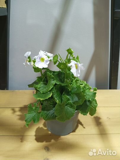 Примула комнатная