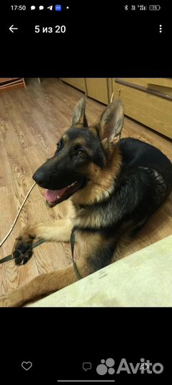 Потерялась собака