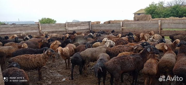 Курдючные бараны овцы, ярки