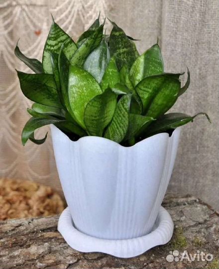 Сансевиерия ханни