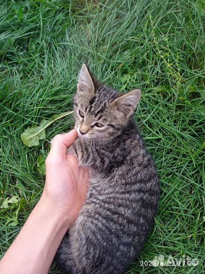 Отдам тигрицу