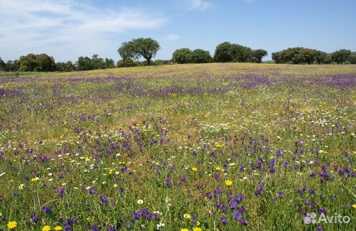 2023 года Мед натуральный опт