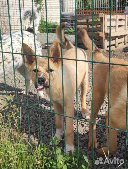 Алиска ищет дом