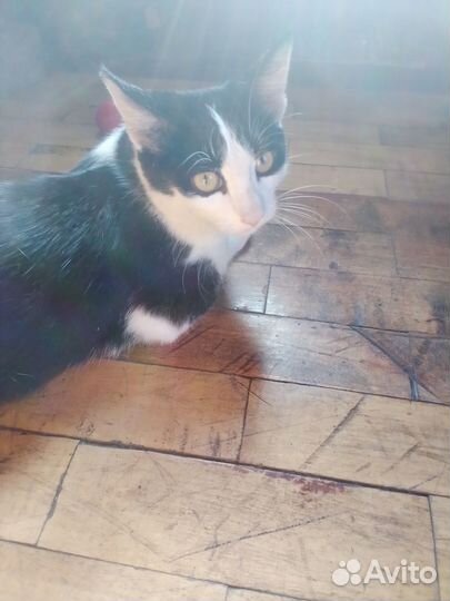 Отдается котенок