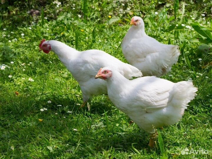 Куры несушки