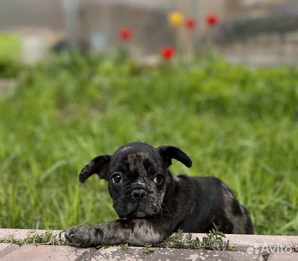 Французские бульдоги