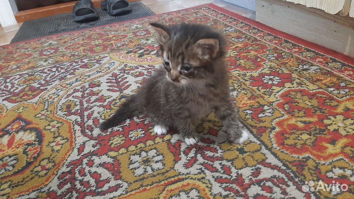 Кошки в добрые руки