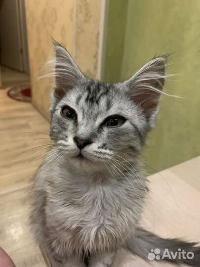 Отдам в добрые руки кота