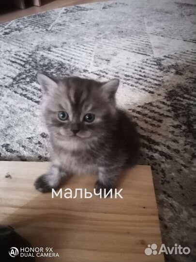 Котята