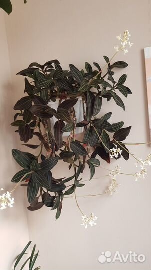Лудизия