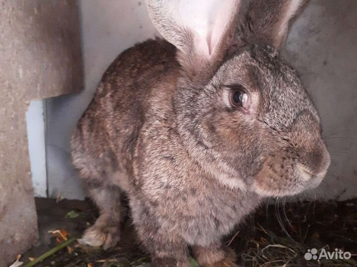 Крольчата Фландр