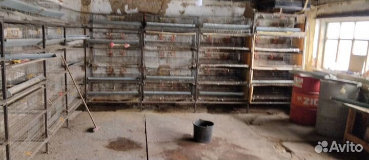 Перепелиные клетки