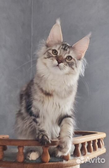 Серебряная королева