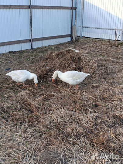 Яйцо инкубационное гусиное, индоутиные